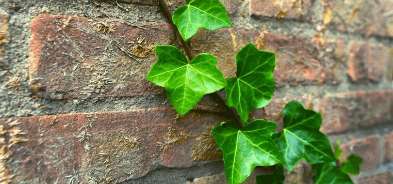 Brick wall and ivy.